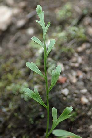 Asplenium x alternifolium / Hybrid Spleenwort, D Heidelberg 22.9.2017