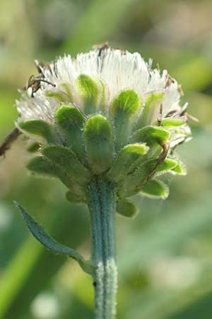 Aster amellus \ Berg-Aster / Italian Aster, D Weinheim an der Bergstraße 14.10.2017