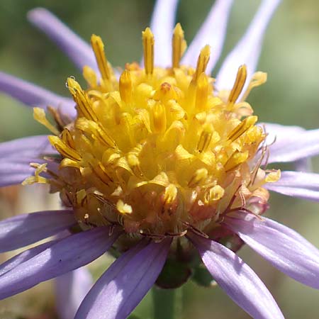 Aster amellus / Italian Aster, D Weinheim an der Bergstraße 14.10.2017