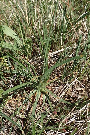 Armeria maritima subsp. elongata \ Sand-Grasnelke / Tall Thrift, D Heusenstamm 7.5.2018