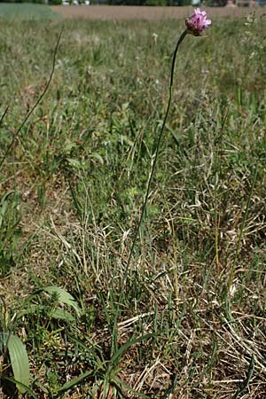 Armeria maritima subsp. elongata \ Sand-Grasnelke / Tall Thrift, D Heusenstamm 7.5.2018