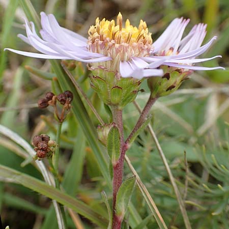 Aster amellus \ Berg-Aster, D Grünstadt-Asselheim 9.9.2019