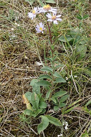 Aster amellus \ Berg-Aster / Italian Aster, D Grünstadt-Asselheim 9.9.2019