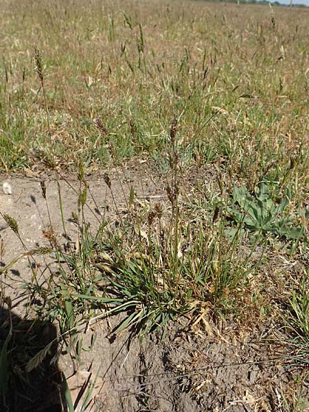 Anthoxanthum aristatum \ Grannen-Ruch-Gras / Annual Vernal Grass, D Karlsruhe 16.5.2020