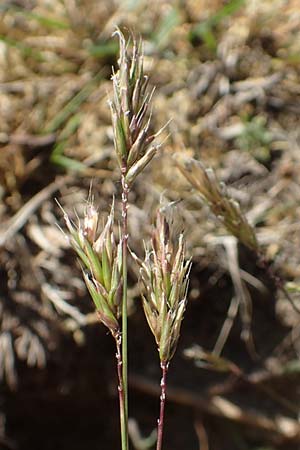 Anthoxanthum aristatum \ Grannen-Ruch-Gras, D Karlsruhe 16.5.2020