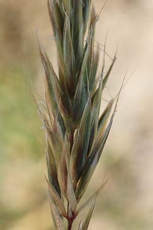 Anthoxanthum aristatum \ Grannen-Ruch-Gras / Annual Vernal Grass, D Karlsruhe 16.5.2020