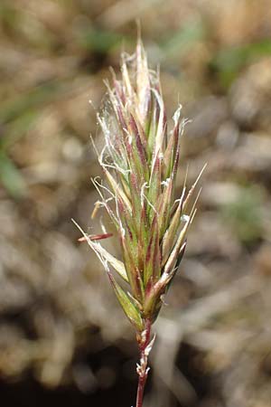 Anthoxanthum aristatum \ Grannen-Ruch-Gras, D Karlsruhe 16.5.2020