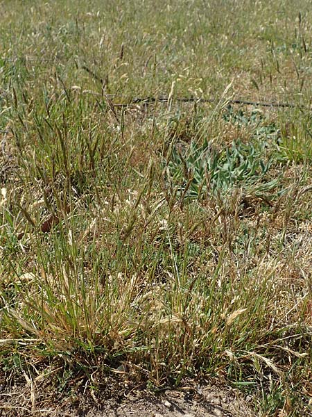 Anthoxanthum aristatum \ Grannen-Ruch-Gras / Annual Vernal Grass, D Karlsruhe 16.5.2020