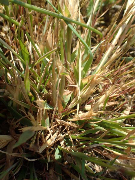 Anthoxanthum aristatum \ Grannen-Ruch-Gras / Annual Vernal Grass, D Karlsruhe 16.5.2020