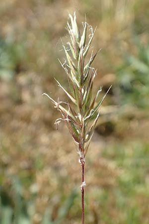 Anthoxanthum aristatum \ Grannen-Ruch-Gras / Annual Vernal Grass, D Karlsruhe 16.5.2020