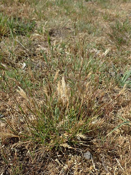 Anthoxanthum aristatum \ Grannen-Ruch-Gras / Annual Vernal Grass, D Karlsruhe 16.5.2020