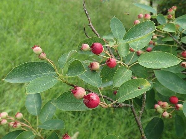 Amelanchier asiatica \ Japanische Felsenbirne / Asian Service Berry, Korean Juneberry, D Spessart, Mernes 20.6.2020