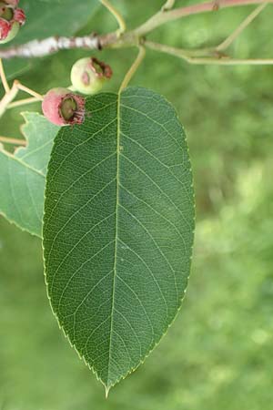 Amelanchier asiatica \ Japanische Felsenbirne / Asian Service Berry, Korean Juneberry, D Spessart, Mernes 20.6.2020