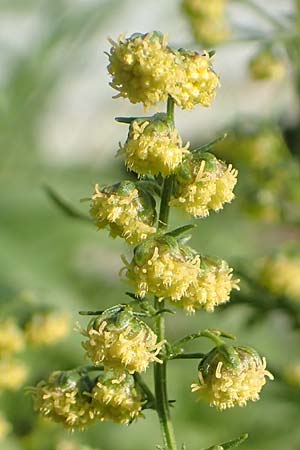 Artemisia annua \ Einjhriger Beifu / Annual Wormwood, D Brandenburg, Havelaue-Strodehne 17.9.2020