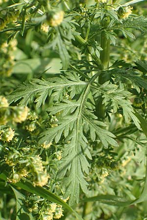 Artemisia annua \ Einjhriger Beifu / Annual Wormwood, D Brandenburg, Havelaue-Strodehne 17.9.2020