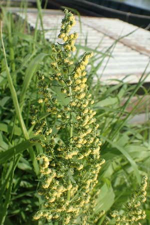 Artemisia annua \ Einjhriger Beifu / Annual Wormwood, D Brandenburg, Havelaue-Strodehne 17.9.2020