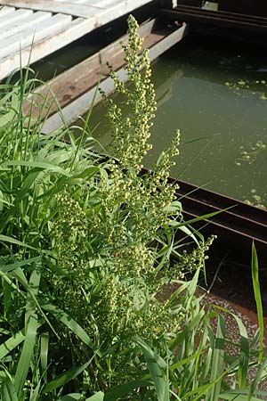 Artemisia annua / Annual Wormwood, D Brandenburg, Havelaue-Strodehne 17.9.2020