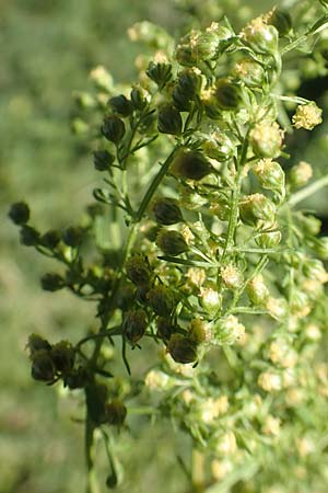 Artemisia annua \ Einjhriger Beifu, D Sachsen-Anhalt, Havelberg 18.9.2020