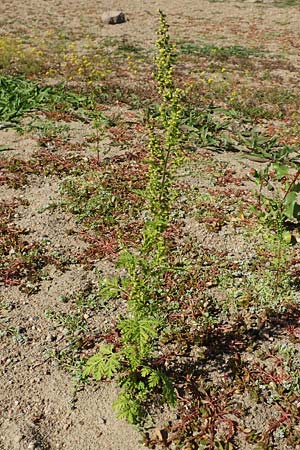 Artemisia annua \ Einjhriger Beifu / Annual Wormwood, D Sachsen-Anhalt, Havelberg 18.9.2020