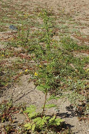 Artemisia annua \ Einjhriger Beifu, D Sachsen-Anhalt, Havelberg 18.9.2020