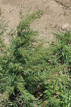 Artemisia annua \ Einjhriger Beifu, D Sachsen-Anhalt, Havelberg 18.9.2020