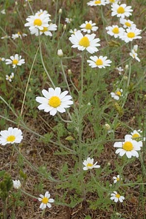 Anthemis arvensis \ Acker-Hundskamille / Corn Chamomile, D Hockenheim 8.6.2021