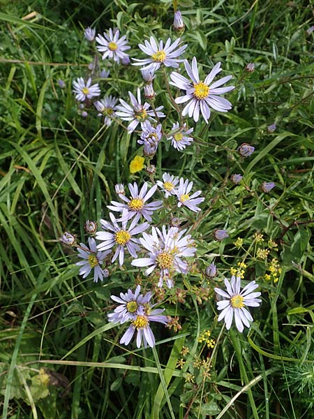 Aster amellus \ Berg-Aster, D Neuleiningen 26.8.2021