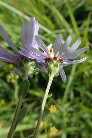 Aster amellus \ Berg-Aster / Italian Aster, D Neuleiningen 26.8.2021