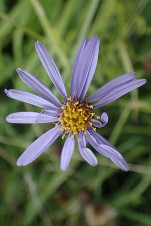 Aster amellus / Italian Aster, D Neuleiningen 26.8.2021