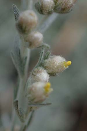 Artemisia repens \ Kriechende Beifu / Creeping Wormwood, D Lampertheim 27.8.2021