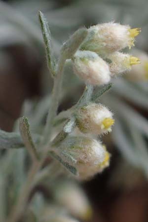 Artemisia repens \ Kriechende Beifu / Creeping Wormwood, D Lampertheim 27.8.2021