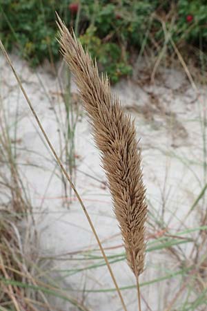 Calamagrostis arenaria \ Strand-Hafer, D Hohwacht 13.9.2021