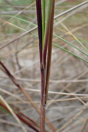 Calamagrostis arenaria \ Strand-Hafer / European Marram Grass, European Beach Grass, D Hohwacht 13.9.2021