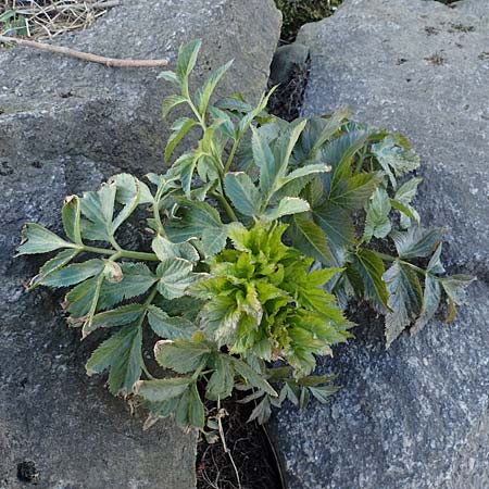 Angelica archangelica \ Arznei-Engelwurz, Echte Engelwurz, D Laudenbach am Main 19.3.2022