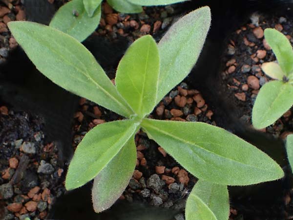 Arnica montana \ Bergwohlverleih, Arnika / Mountain Arnica, D  2.6.2023