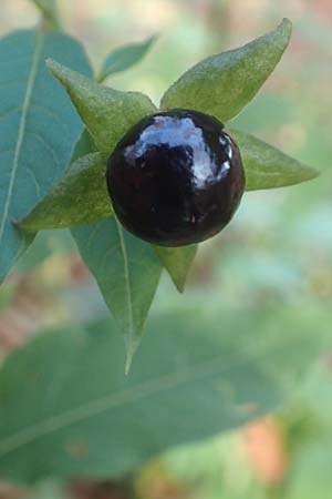 Atropa bella-donna \ Tollkirsche / Deadly Nightshade, D Schriesheim-Altenbach 8.11.2015