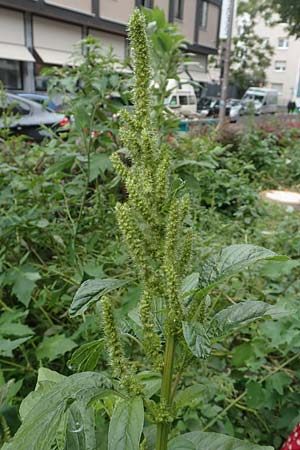 Amaranthus bouchonii \ Bouchons Amaranth, D Mannheim 17.9.2017