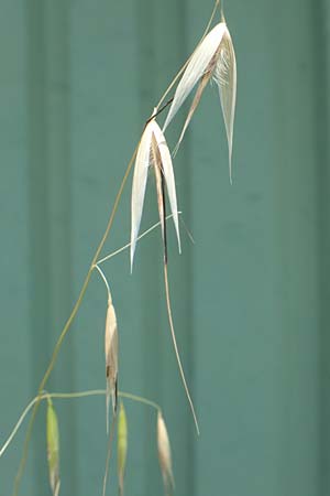 Avena barbata \ Bart-Hafer / Slender Wild Oat, D Konstanz 6.6.2018