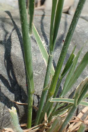 Avena barbata / Slender Wild Oat, D Konstanz 6.6.2018