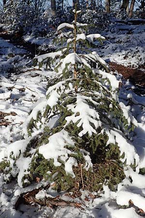 Abies alba / Common Silver Fir, D Höningen 10.1.2021