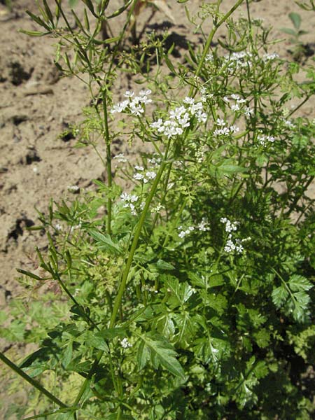 Anthriscus cerefolium \ Garten-Kerbel, D Botan. Gar.  Universit.  Mainz 4.8.2007