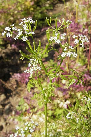 Anthriscus cerefolium \ Garten-Kerbel, D Botan. Gar.  Universit.  Mainz 11.7.2009