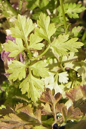 Anthriscus cerefolium \ Garten-Kerbel / Chervil, D Botan. Gar.  Universit.  Mainz 11.7.2009