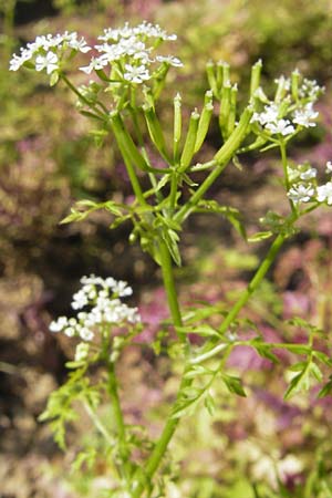 Anthriscus cerefolium \ Garten-Kerbel / Chervil, D Botan. Gar.  Universit.  Mainz 11.7.2009