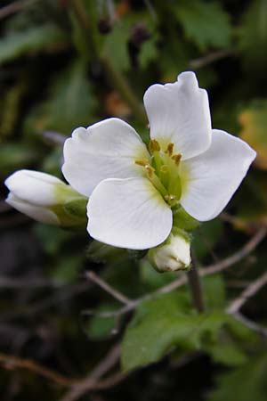 Arabis alpina subsp. caucasica \ Kaukasische Gnsekresse / Wall Rock-Cress, D Odenwald, Lindenfels 4.3.2014