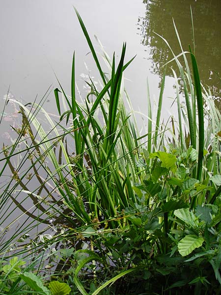 Acorus calamus \ Kalmus / Sweet Flag, Calamus, D Heppenheim-Mittershausen 26.6.2015