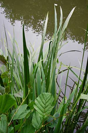 Acorus calamus \ Kalmus, D Heppenheim-Mittershausen 26.6.2015