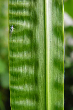 Acorus calamus \ Kalmus, D Heppenheim-Mittershausen 26.6.2015