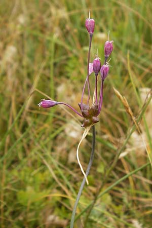 Allium carinatum \ Gekielter Lauch / Keeled Garlic, D Eching 25.7.2015