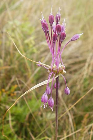 Allium carinatum \ Gekielter Lauch / Keeled Garlic, D Eching 25.7.2015